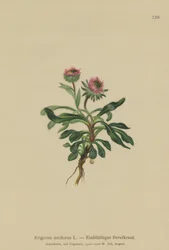 Einblütiges Berufkraut (Erigeron uniflorus)