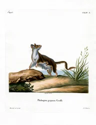 Opossummaus