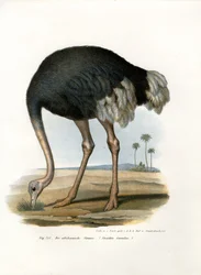 Strauß, 1864