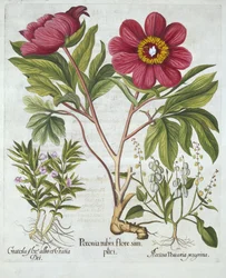 Pfingstrose, Ziest und Schaf-Sauerampfer, aus Hortus Eystettensis, von Basil Besler (1561-1629), veröffentlicht 1613