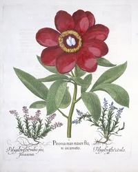 Pfingstrose und zwei Polygalen, aus Hortus Eystettensis von Basil Besler (1561-1629), veröffentlicht 1613