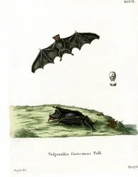 Pallas-Langzungenfledermaus