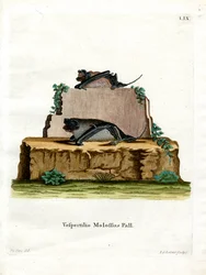 Pallas-Fledermaus
