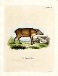 Papuanisches Wildschwein
