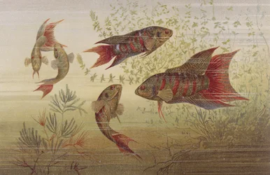 Paradiesfisch, Tafel aus Brehms Tierleben: Allgemeine Kunde des Tierreichs, Bd. 8, S. 184, veröffentlicht vom Bibliographischen Institut, 1892