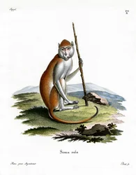 Patasaffe
