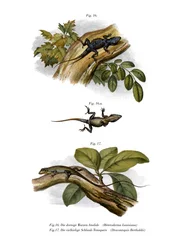 Pfirsich-Anolis