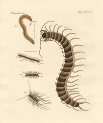 Seltsame Insekten