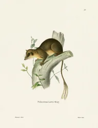 Federschwanz-Spitzhörnchen