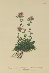 Täschelkraut