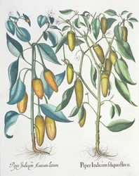 Pfeffer: 1. Piper Indicum filiquis flavis; 2. Piper Indicum aureum latum, aus dem Hortus Eystettensis von Basil Besler, veröffentlicht 1613