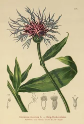 Berg-Flockenblume