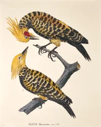 Picus Flavescens, aus 