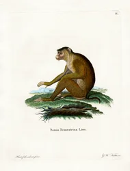 Javaneraffe
