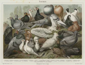 Tauben