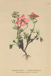 Rosa-Fingerkraut