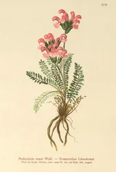 Rosa Läusekraut (Pedicularis rosea)
