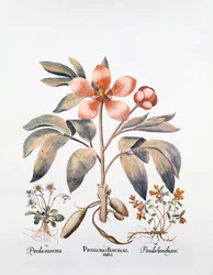 Rosa Pfingstrose