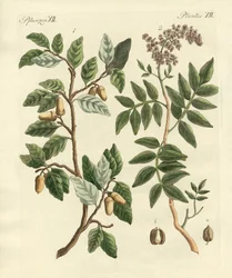 Pflanzen aus heißen Ländern