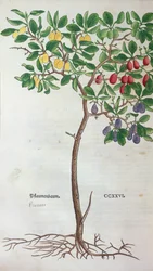 Pflaumenbaum, eine botanische Tafel aus dem Kräuterbuch von Leonhart Fuchs (1501-66), veröffentlicht in Basel, 1543