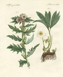 Giftige deutsche Pflanzen