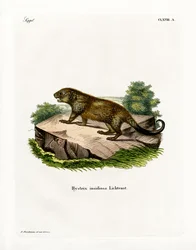 Stachelschwein