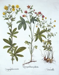 Fingerkräuter, aus Hortus Eystettensis, von Basil Besler, veröffentlicht 1613