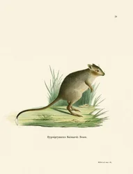 Potoroo (farbige Gravur)