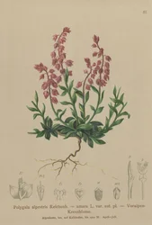 Voralpines Kreuzblümchen