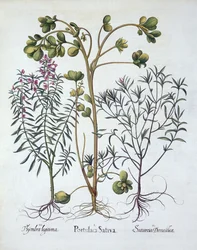 Portulak, Sommer-Bohnenkraut und Winter-Bohnenkraut, aus Hortus Eystettensis, von Basil Besler (1561-1629), veröffentlicht 1613