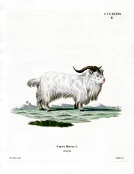 Zwergziege