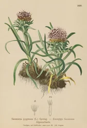 Zwerg-Saussurea