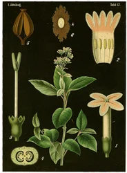 Chinarindenbaum (Cinchona Calisaya) um 1890