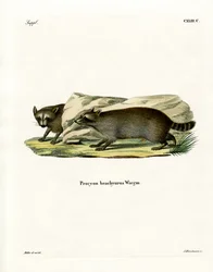 Waschbär