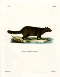 Waschbär