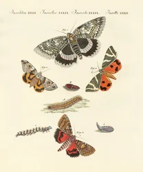 Seltene deutsche Nachtfalter