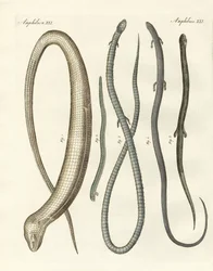 Seltene Reptilien