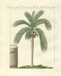 Seltene Bäume