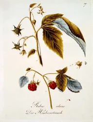 Himbeere, Illustration aus einem Buch deutscher Wildblumen von Johann Daniel von Reitter, veröffentlicht ca. 1803-5