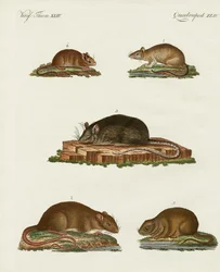 Ratten und Mäuse