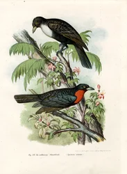 Rotkragen-Fruchtkrähe, 1864