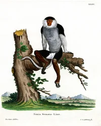 Rotschenkliger Douc