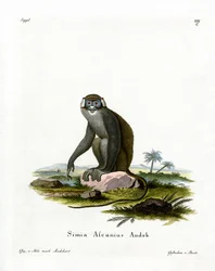 Rotschwanzmeerkatze