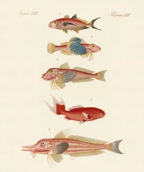 Rote Fische