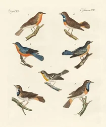 Rotkehlchen, Blaukehlchen und Gelbkehlchen
