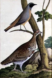 Gartenrotschwanz (Phoenicurus phoenicurus) und Haselhuhn, um 1740