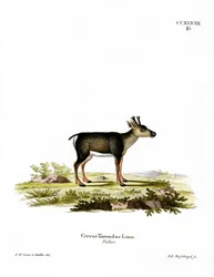 Rentierkalb