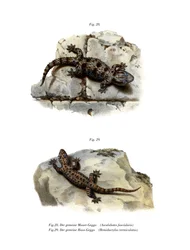 Ringmauer-Gecko