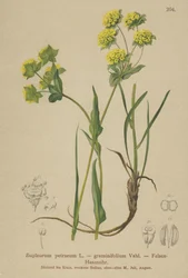 Felsen-Goldhafer (Bupleurum petraeum, Bupleurum graminifolium)