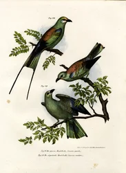 Racke, 1864